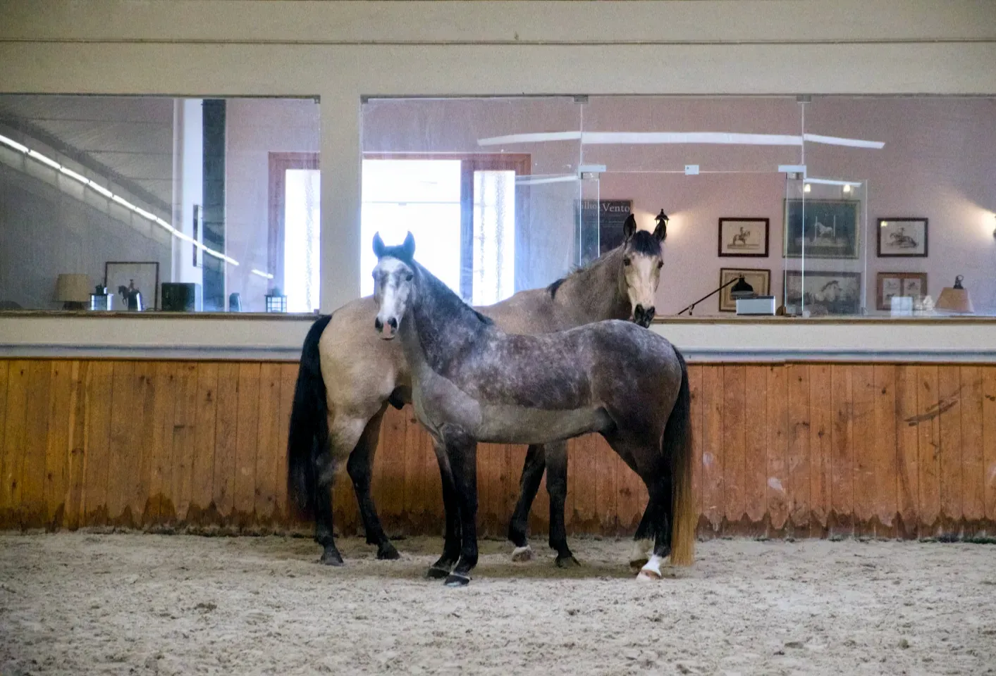 Dois cavalos em liberdade descansam no picadeiro dispostos de cabeça para cauda e olhando na mesma direção.