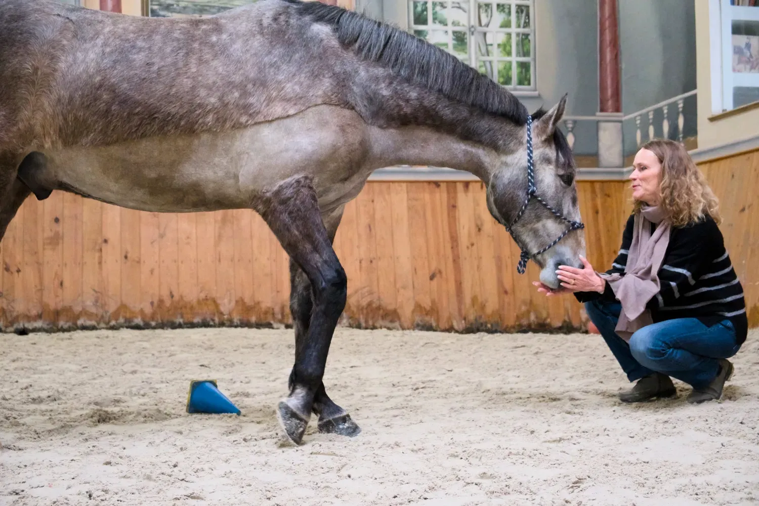 Uma mulher partilha um momento de cumplicidade e confiança com um cavalo cinzento no percurso de slalom.