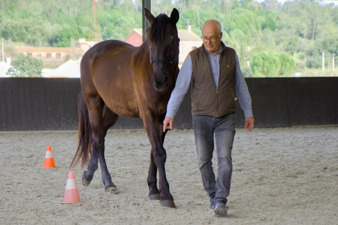 Um homem guia um cavalo em liberdade num percurso de slalom durante um exercício de equicoaching.