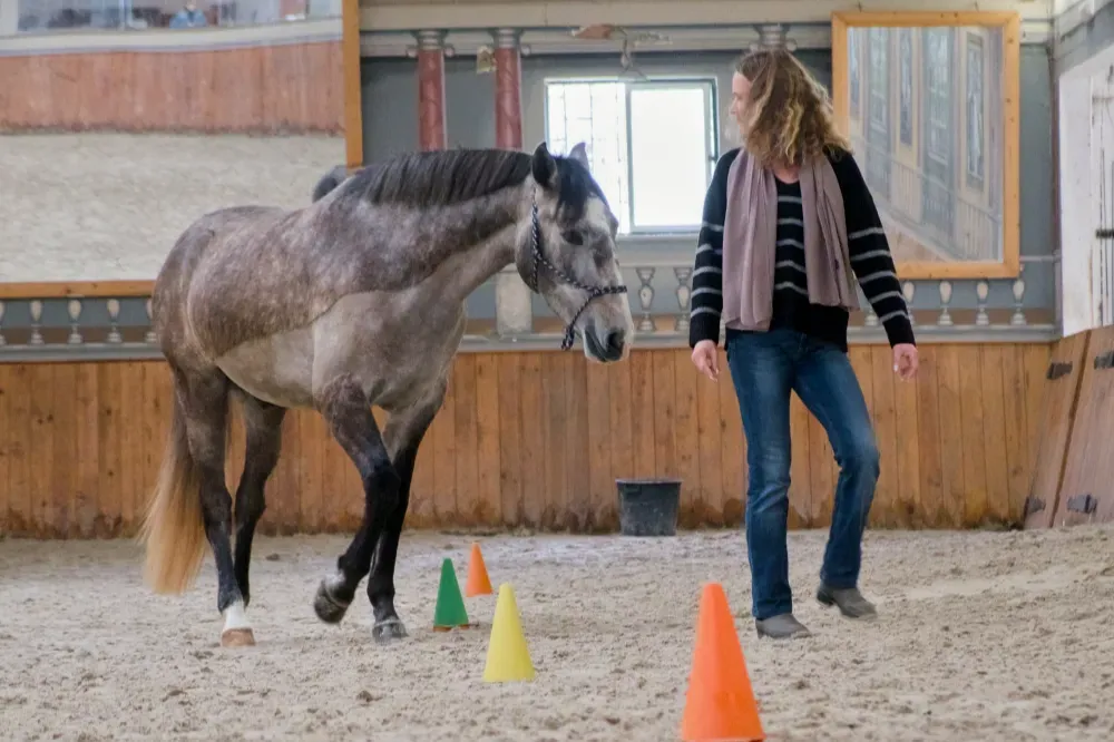 Uma mulher guia um cavalo cinzento em liberdade num percurso de slalom durante um exercício de equicoaching.
