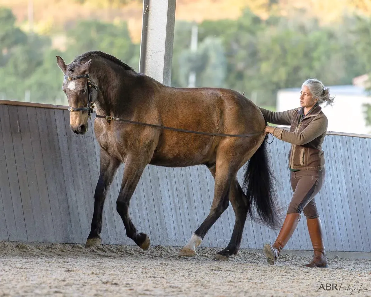Léa Forge guia um cavalo castanho às rédeas longas num picadeiro coberto durante um exercício de equitação clássica.