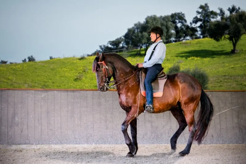 Le cavalier et son cheval pratiquent le piaffer