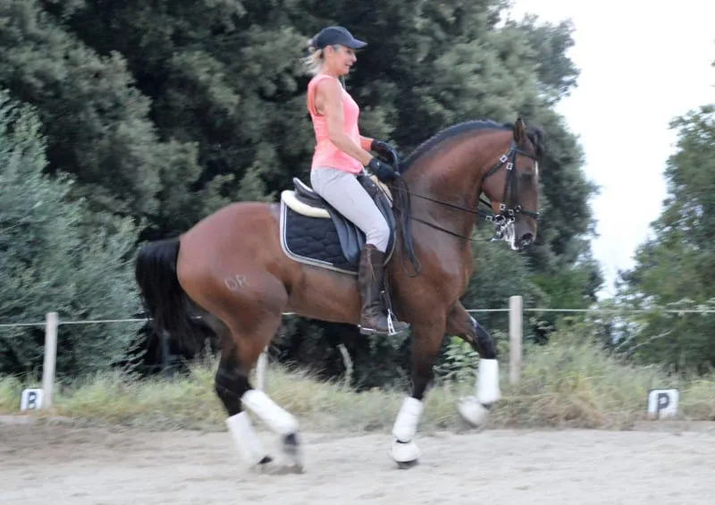 La cavalière étudie le piaffer avec son cheval